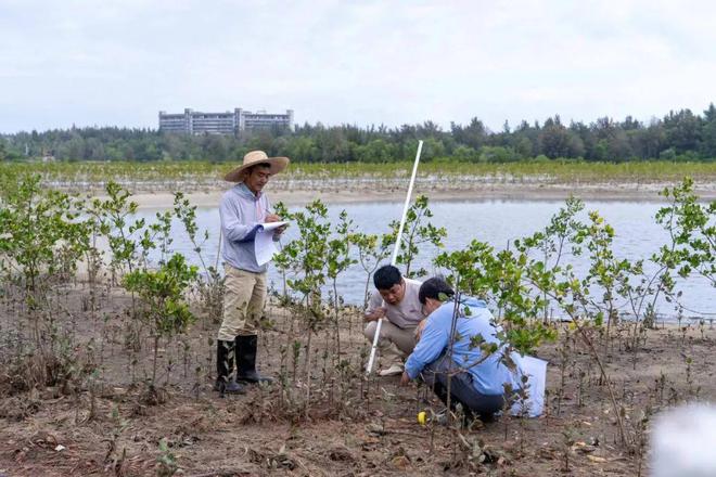 马爹利计划新增376公顷红树林湿地修复面积持续助力滨海湿地生态系统构建(图2)