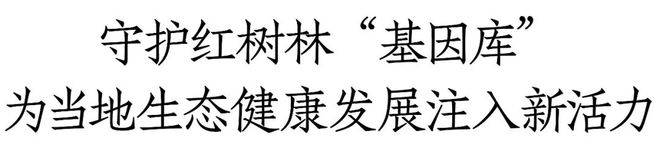 马爹利计划新增376公顷红树林湿地修复面积持续助力滨海湿地生态系统构建(图1)