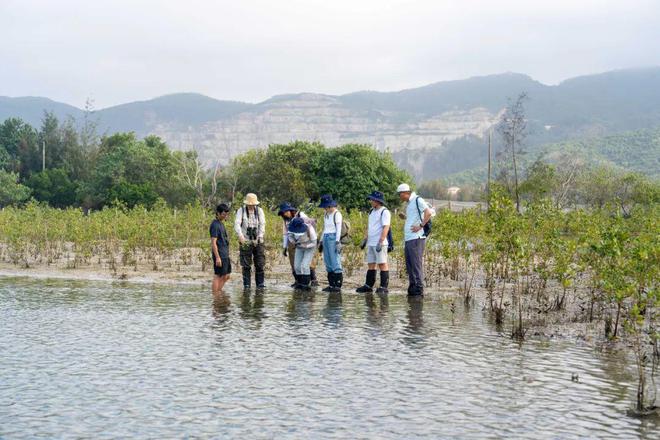 马爹利计划新增376公顷红树林湿地修复面积持续助力滨海湿地生态系统构建(图3)