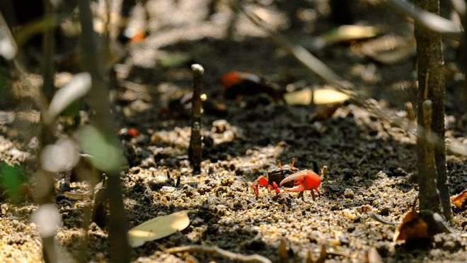 马爹利计划新增376公顷红树林湿地修复面积持续助力滨海湿地生态系统构建(图6)