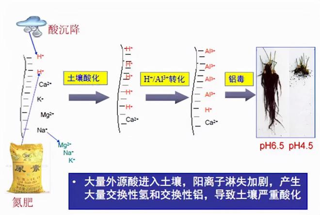 土壤修复：“土壤酸化”到底是怎么来的？应该怎么挽救？(图4)