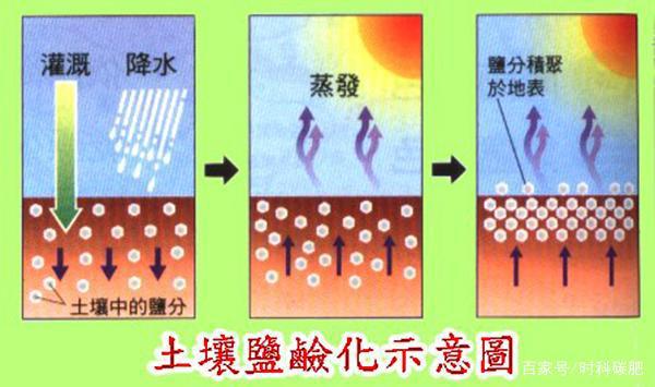 COR冠菌素土壤修复：盐碱土地影响产量？抗盐碱的“秘密武器”(图1)