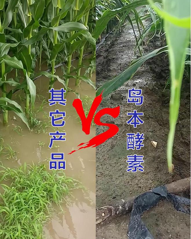 大雨过后才知道岛本酵素有多牛？土壤疏松如海绵、不积水、无死棵(图4)