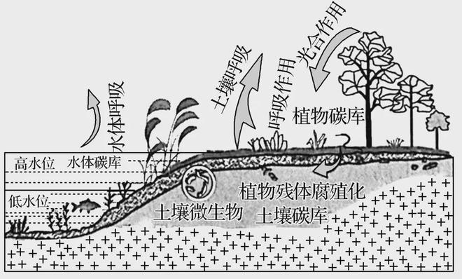 【核心考点】水土流失、生态修复、湿地、土地盐碱化(图8)