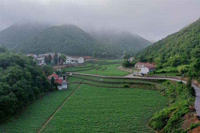 湖北保康：绿科技金烟田(图1)